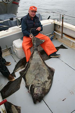 halibut